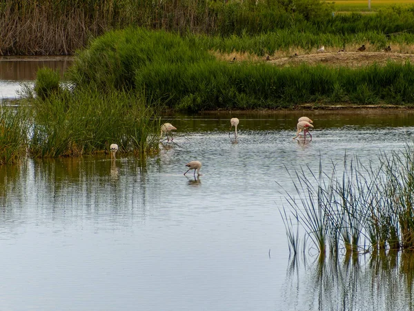 Aventura Donana Ebro Delta Paisagem Flamingos Água Rebanho Flamingos Seu — Fotografia de Stock
