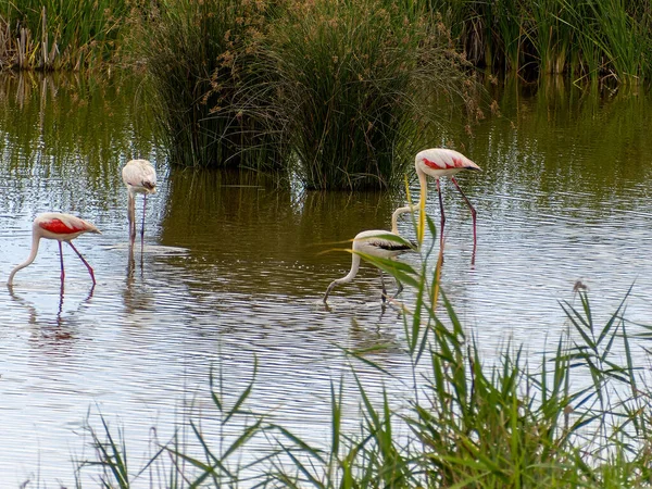 Adventure Donana Ebro Delta Landscape Flamingos Water Flock Flamingos Natural — Stock Photo, Image