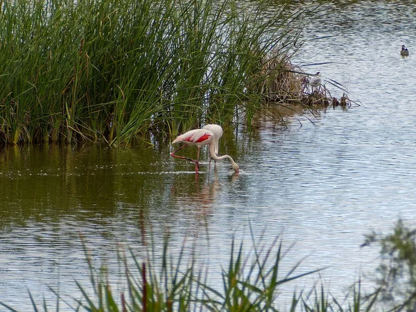 Aventura Donana Ebro Delta Paisagem Flamingos Água Rebanho Flamingos Seu — Fotografia de Stock