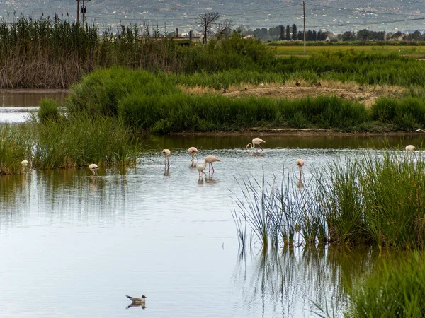 Abenteuer Donana Ebro Delta Landschaft Flamingos Wasser Herde Von Flamingos Stockbild