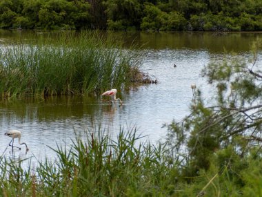 Donana Ebro Delta Bölgesi 'nde macera. Suda flamingolar var. Flamingo sürüsü doğal ekosistemlerinde