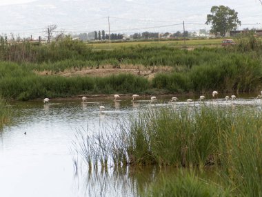 Donana Ebro Delta Bölgesi 'nde macera. Suda flamingolar var. Flamingo sürüsü doğal ekosistemlerinde