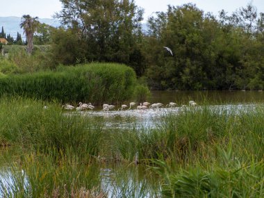 Donana Ebro Delta Bölgesi 'nde macera. Suda flamingolar var. Flamingo sürüsü doğal ekosistemlerinde