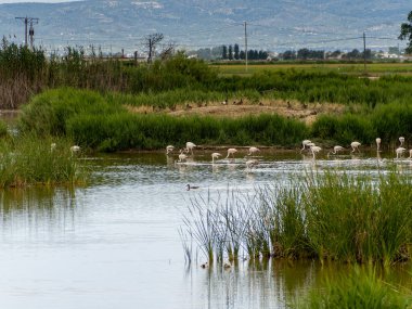 Donana Ebro Delta Bölgesi 'nde macera. Suda flamingolar var. Flamingo sürüsü doğal ekosistemlerinde