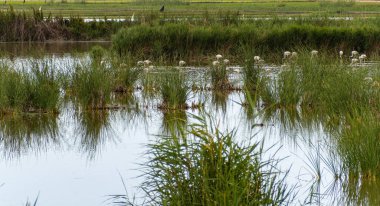 Donana Ebro Delta Bölgesi 'nde macera. Suda flamingolar var. Flamingo sürüsü doğal ekosistemlerinde