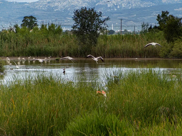 Abenteuer Donana Ebro Delta Landschaft Flamingos Wasser Herde Von Flamingos — Stockfoto