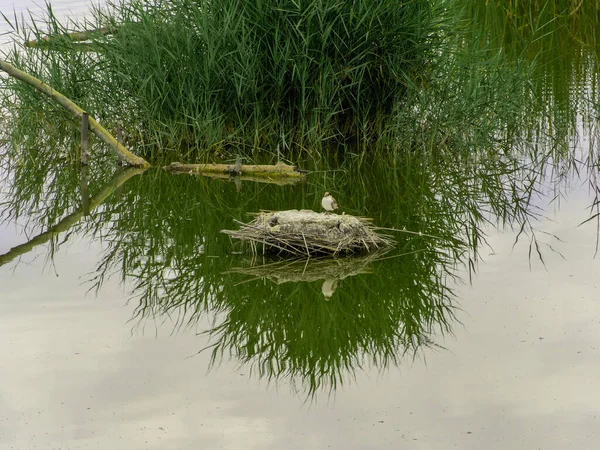 Ένα Μικρό Πουλί Κολυμπάει Στο Νερό — Φωτογραφία Αρχείου