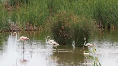 Donana Flamingosunda macera.