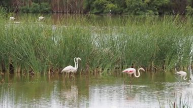 Doana Flamingo 'da macera. Ebro Delta' da yaşayan doğal flamingolar.