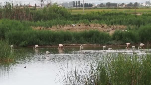 Avventura Donana Flamingos Live Natura — Video Stock
