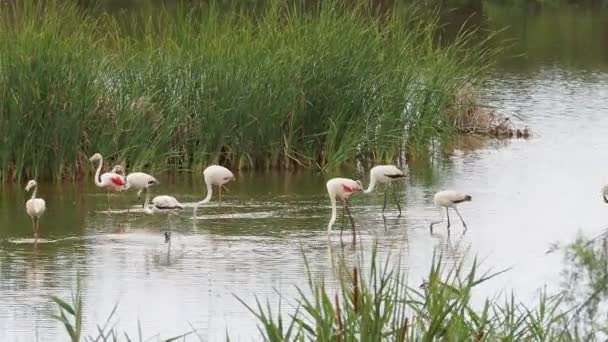 Petualangan Doana Flamingos Living Natureflamingos Ebro Delta — Stok Video
