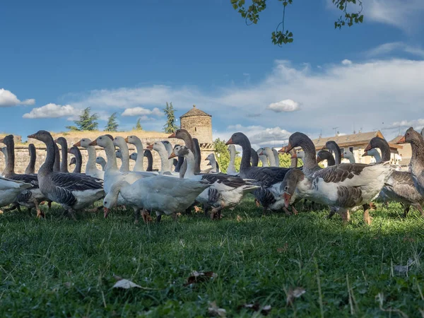 Schöne Gänse Anser Anser Domesticus Beim Morgendlichen Spaziergang Ein Schwarm — Stockfoto