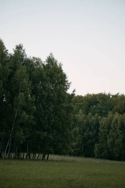 Ruhige Graslandschaft Die Den Weit Entfernten Wald Führt Grüne Saison — Stockfoto