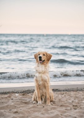 Golden Retriever sahilde. Kumsalda oturan dost köpek.