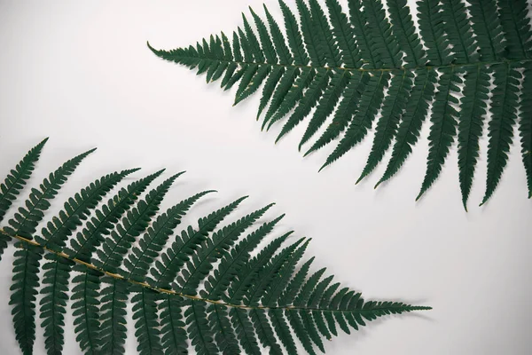 Два Папоротника Оставляют Вид Сверху Изолированном Фоне Естественные Листья Папоротника — стоковое фото