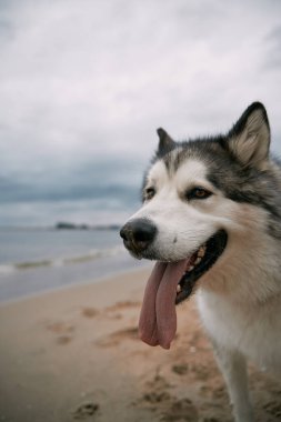 Deniz kenarındaki malamute köpek portresini kapat.