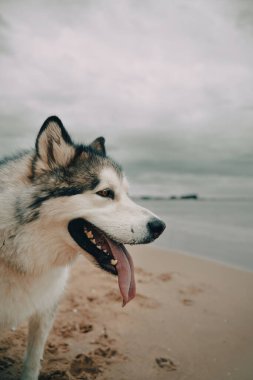 Sahildeki büyük Alaska köpeğine. Uzun dilli mutlu safkan köpek.