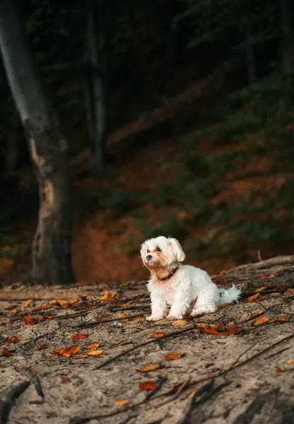 Cão Raça Pequena Com Pêlo Branco Sentado Floresta — Fotografia de Stock