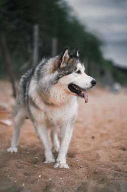 Deniz kenarındaki malamute köpek portresini kapat.