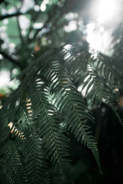 自然の庭の屋内 建物内に多くの植物と植物のスポット — ストック写真