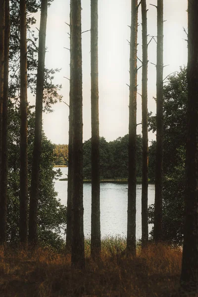 Pohled Jezero Přes Siluetu Borovic Lesa Krajina Pozadí Krásné Místo — Stock fotografie