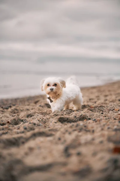 Μικρός Λευκός Σκύλος Τρέχει Στην Παραλία — Φωτογραφία Αρχείου