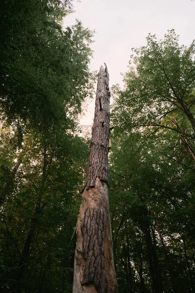 森林里树干的低角度射击 欧洲森林里一棵老的光秃秃的树的地景 — 图库照片