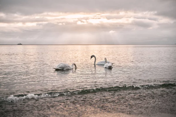 Cisnes Nadando Mar Belo Pôr Sol Sobre Mar Báltico Com — Fotografia de Stock