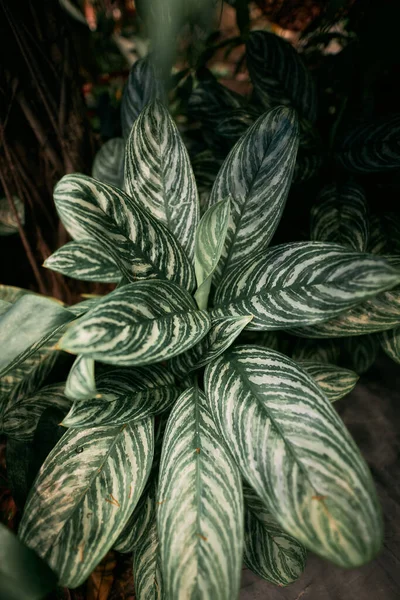 Bush Green Leaves White Stripes Top View House Plant Fittonia — Stock Photo, Image
