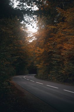 Ormandaki boş yol. Ormanın ortasında arabasız destansı bir yol..