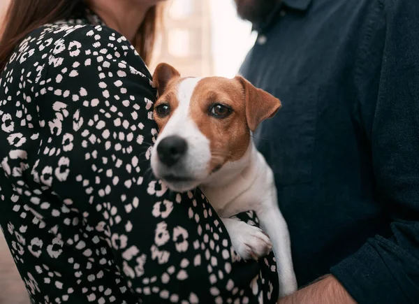 Junges Paar Freien Mit Ihrem Haustier Jack Russel Terrier — Stockfoto