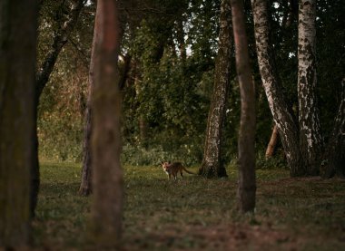 Parktaki yavru tilki. Karanlık yaz akşamında küçük turuncu tilki.
