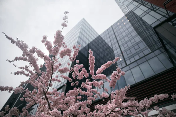 Kilátás Cseresznyevirágok Tavasszal Üveg Felhőkarcolók Gdansk Oliwa Lengyelország Szakura Cseresznyevirág — Stock Fotó