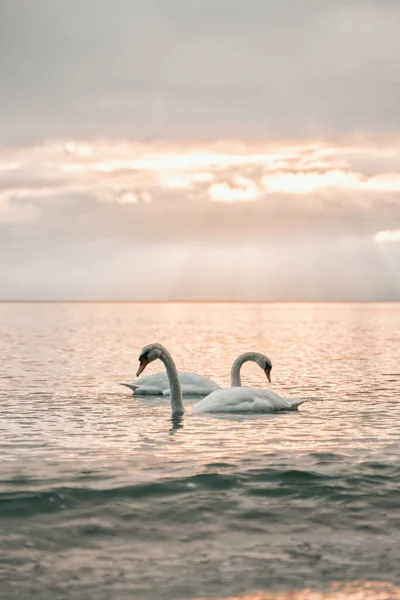 Svanar Det Lugna Östersjön Tidigt Morgonen Vacker Solnedgång Vid Havet — Stockfoto