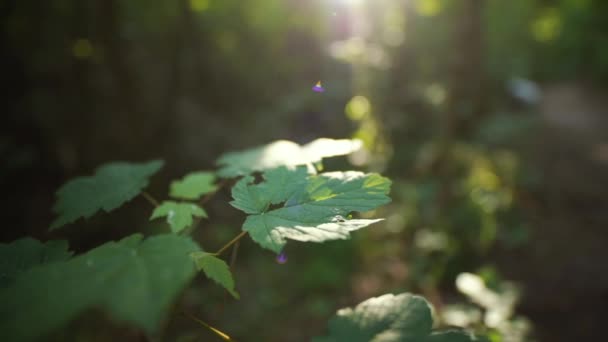 Κλείσιμο Ενός Πράσινου Φύλλου Σφενδάμου Έντονη Ηλιακή Διαρροή Και Δάσος — Αρχείο Βίντεο