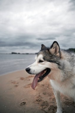 Kumsalda duran ve yan tarafa bakan koca bir malamute.
