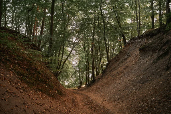 Strada Forestale Mar Baltico Circondata Colline Terra Due Lati — Foto Stock