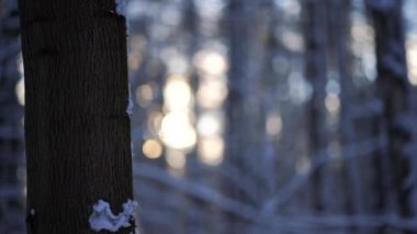 Close-up of tree trunk covered with snow with the sun. Concept of winter holidays spent in the forest.