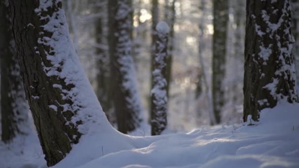 Close Tree Trunk Covered Snow Winter Snowfall — Stockvideo