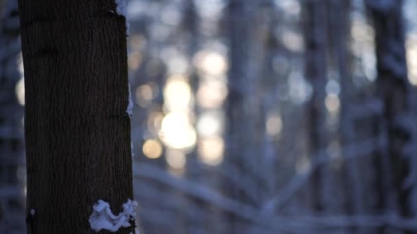 Close Tree Trunk Covered Snow Sun Concept Winter Holidays Spent — стоковое видео