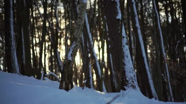 Snow Falling Forest Winter Woods Sunshine — Vídeos de Stock