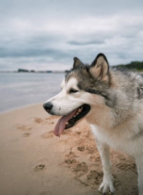 Mutlu Malamute deniz kenarında oturuyor..