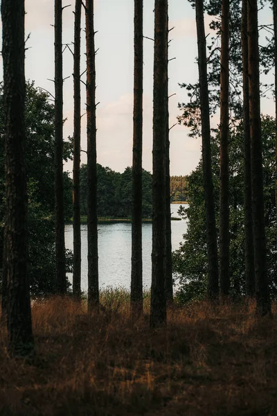Vue Sur Lac Travers Silhouette Forêt Pins Paysage Arrière Plan — Photo