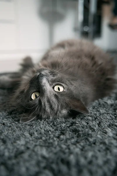 Grey Cat Lies Relaxed Upside Carpet Looking Camera Concept Home — Stock Photo, Image