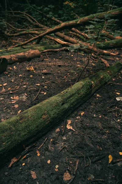 Ormandaki Ağaç Gövdesinin Alçak Açılı Görüntüsü Avrupa Ormanlarındaki Eski Çıplak — Stok fotoğraf