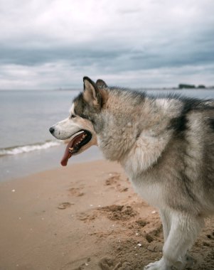 Sahildeki büyük Alaska köpeğine. Uzun dilli mutlu safkan köpek.