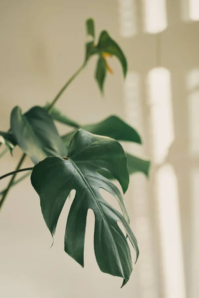 Nahaufnahme Foto Von Monstera Zimmerpflanze Blatt Von Monstera Mit Weißer — Stockfoto