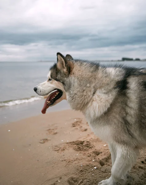 Grote Alaska Malamute Hond Het Strand Gelukkige Rasechte Hond Met — Stockfoto