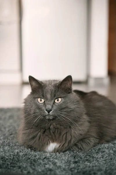 Grijze Kat Met Een Witte Borst Ligt Ontspannen Een Tapijt — Stockfoto