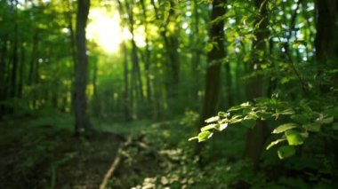 Ormandaki güneş ışığı, güneşe karşı uçan küçük parlayan böcekler.